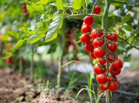 Cherry Tomatoes in the garden