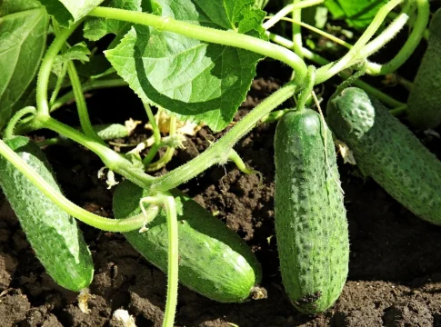 Cucumbers in the garden