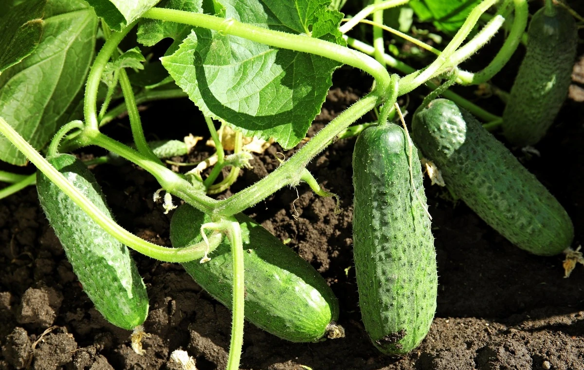 Cucumbers in the garden Cucumbers in the garden