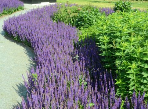Garden with Salvia flowers