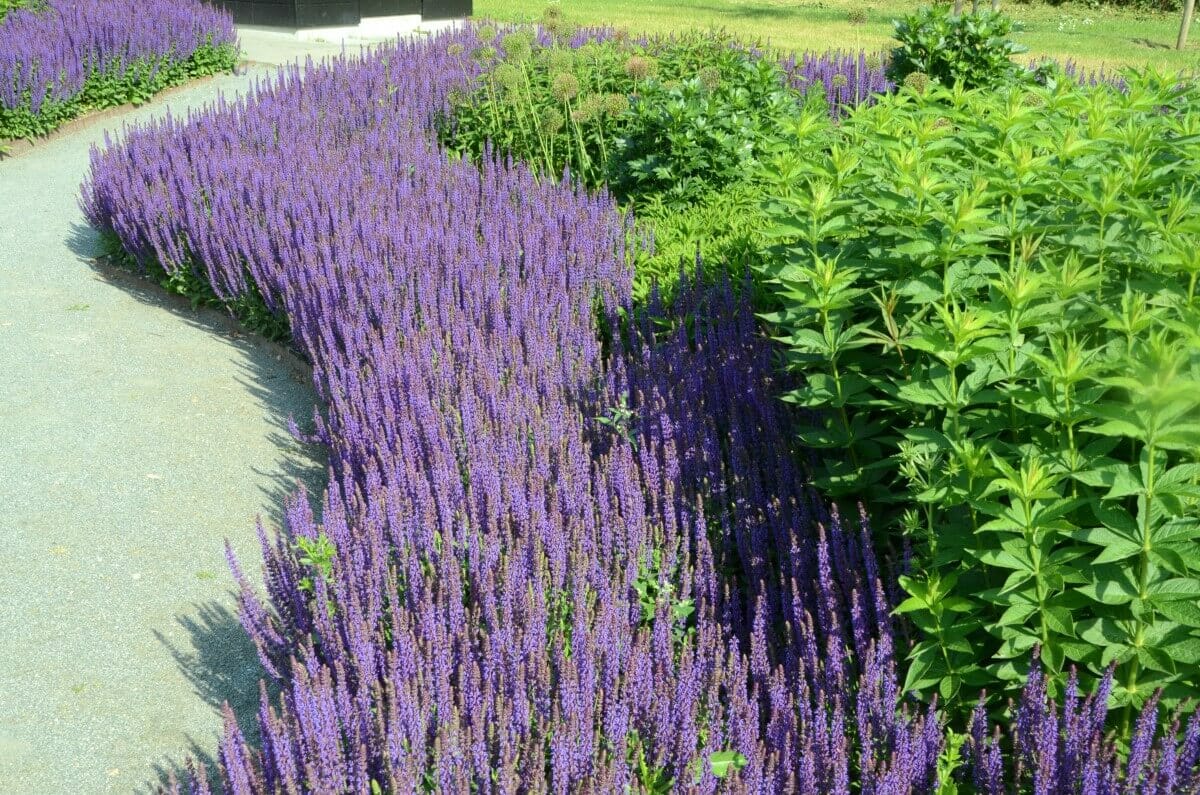 Garden with Salvia flowers Garden with Salvia flowers