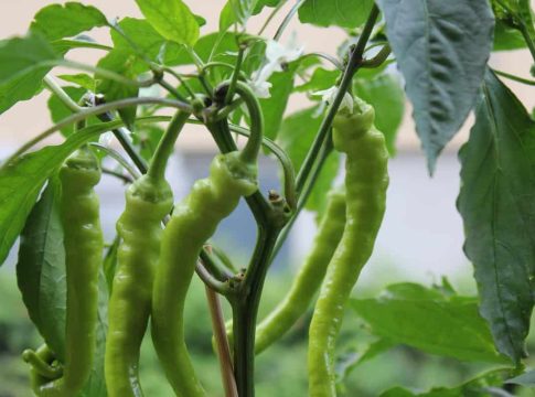 Green peppers in the garden