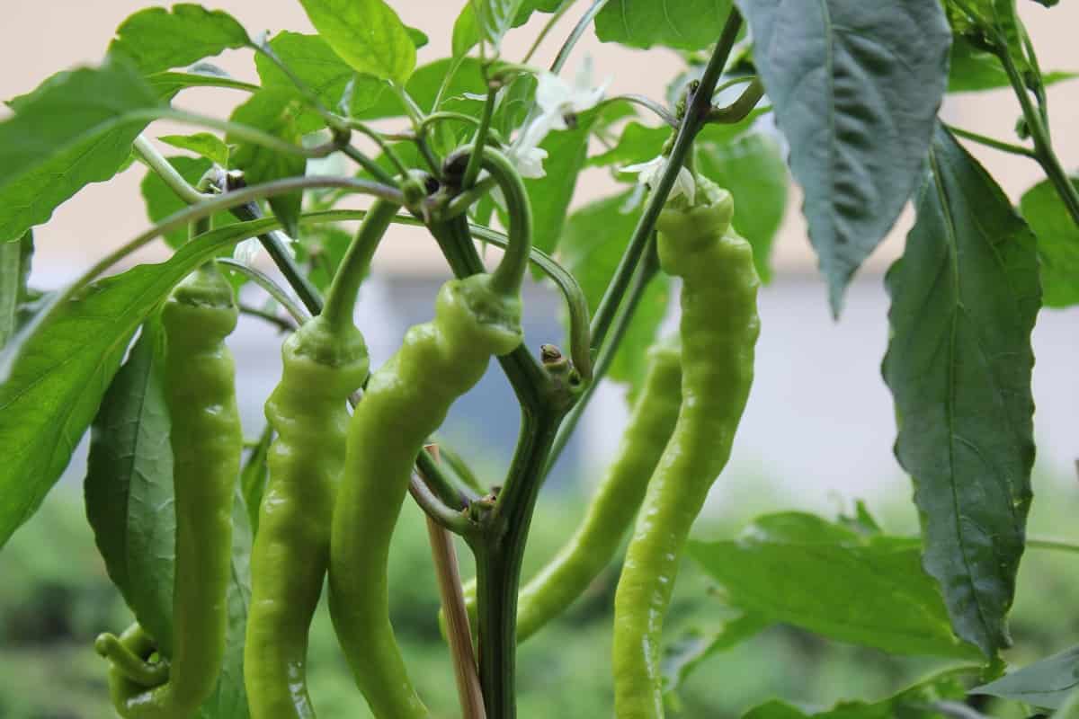 Green peppers in the garden Green peppers in the garden