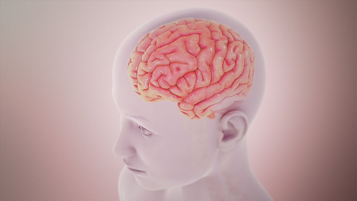 Human Brain Human Brain