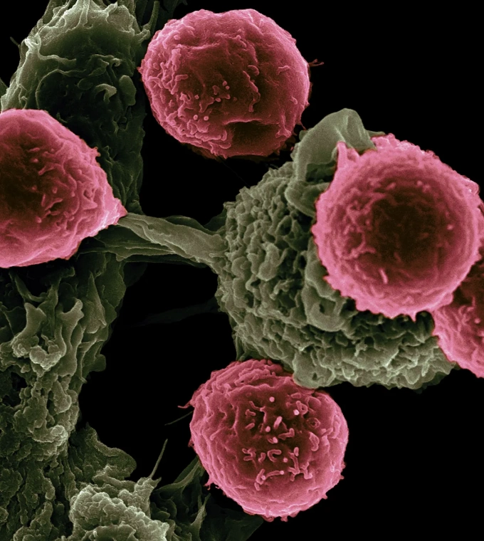 Illustration of blood cells