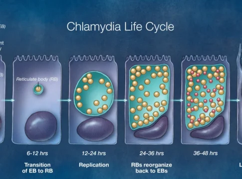 Life Cycle of Chlamydia