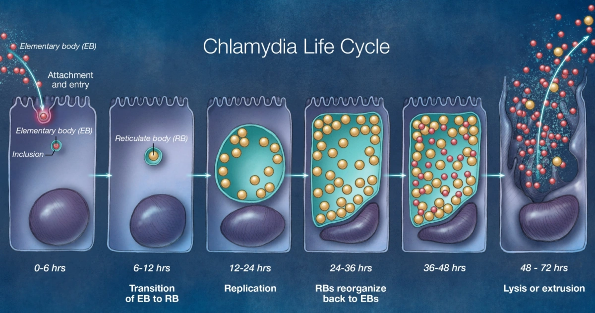 Life Cycle of Chlamydia