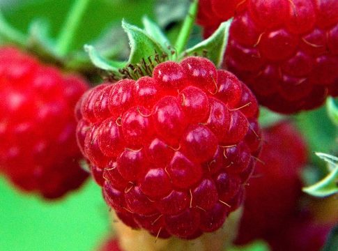 Raspberries