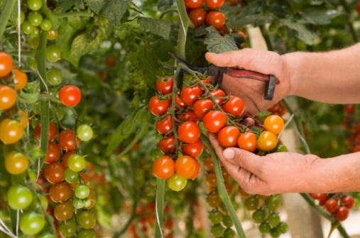 A man picks cherry tomatoes